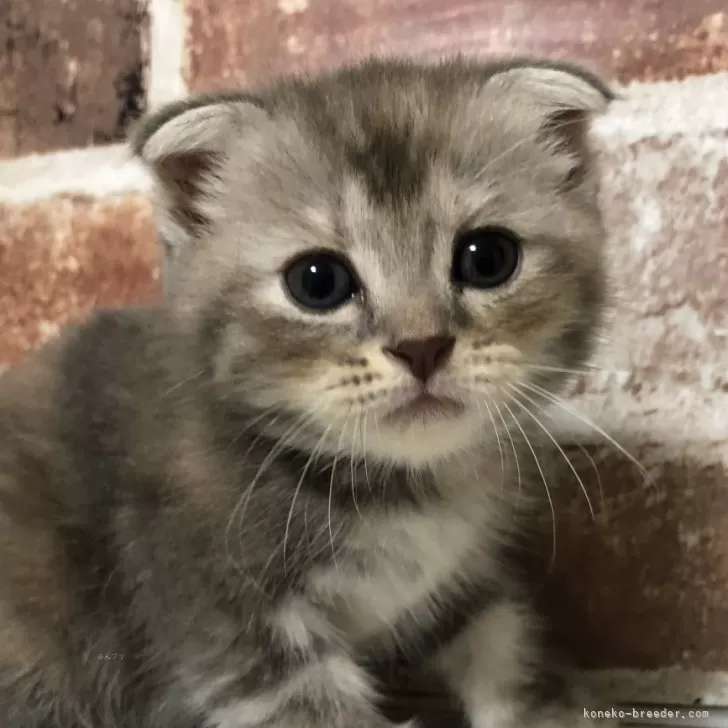 ID：2408-02213の子猫
