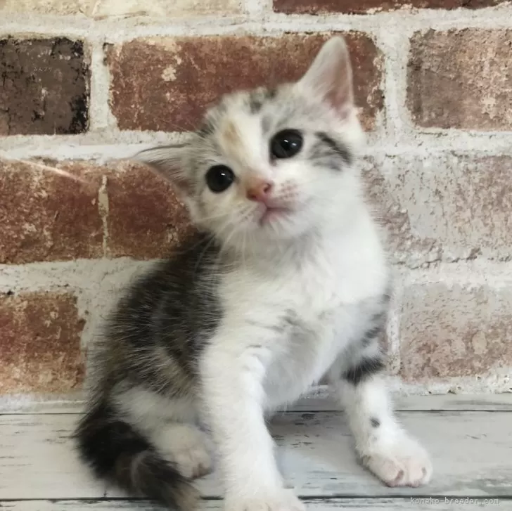 ID:2408-00840の子猫