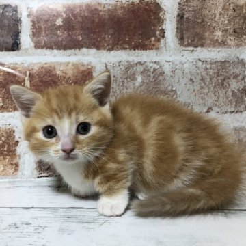 マンチカン【千葉県・男の子・2024年9月18日・レッドタビー&ホワイト（ショートヘア）】の写真「予約の子になりますm(_ _)m」