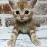 スコティッシュフォールド(立ち耳)【千葉県・男の子・2024年7月28日・レッドクラシックタビー】の写真1