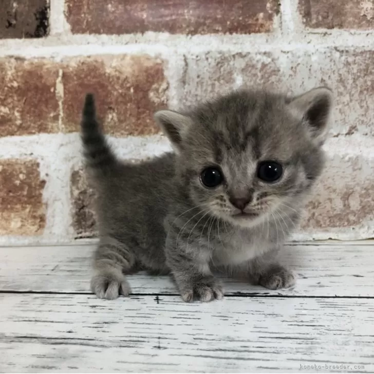 ID：2508-01403の子猫