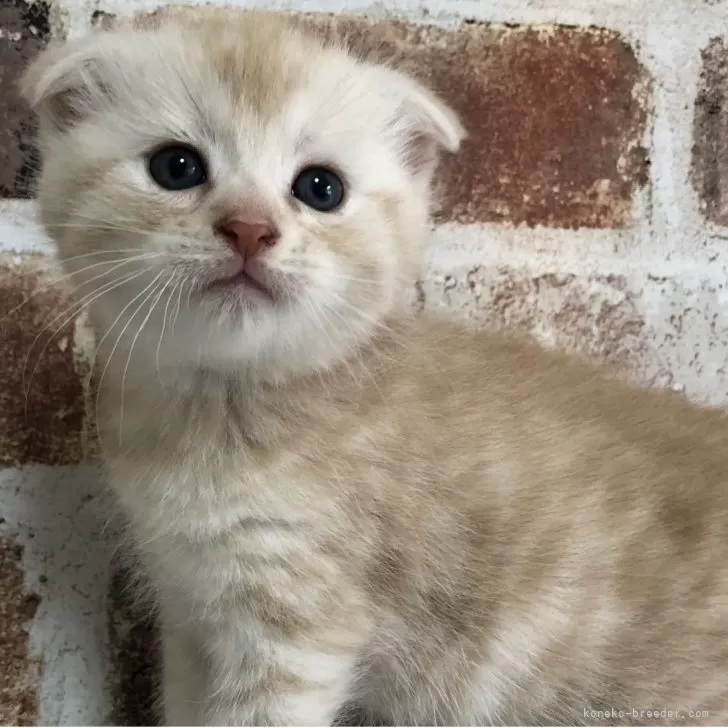 スコティッシュフォールド(折れ耳)【千葉県・男の子・2025年10月1日・カメオタビー】の写真1