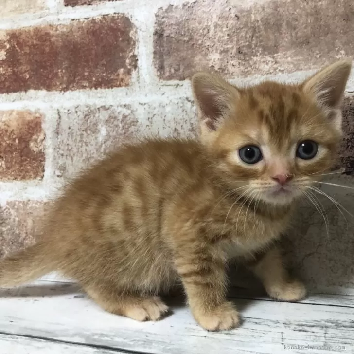 ID:2412-02300の子猫