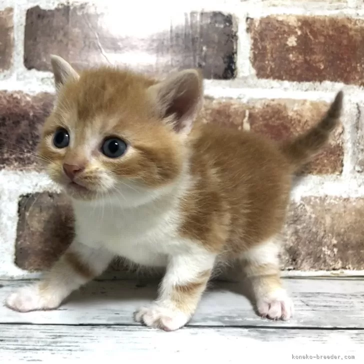 M.K 様のお迎えした子猫