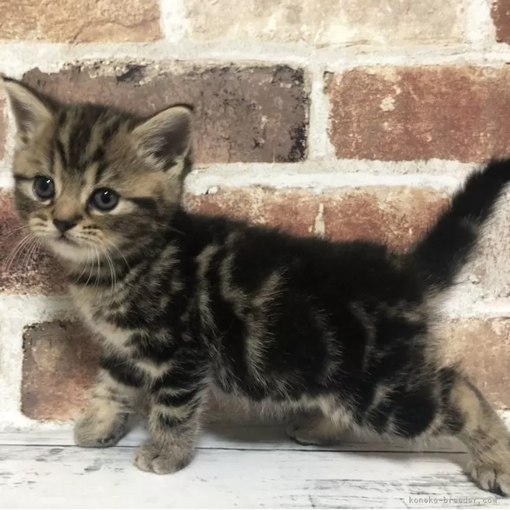 ID：2509-00585の子猫