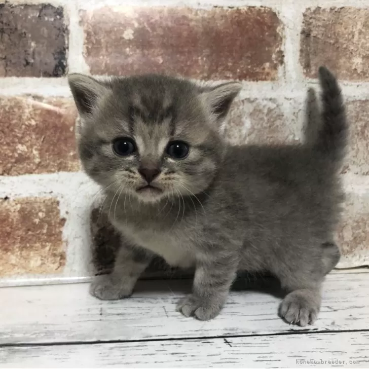 スコティッシュストレート【千葉県・男の子・2025年10月26日・ブルーマッカレルタビー】の写真1「うるうるおめめ🥹」