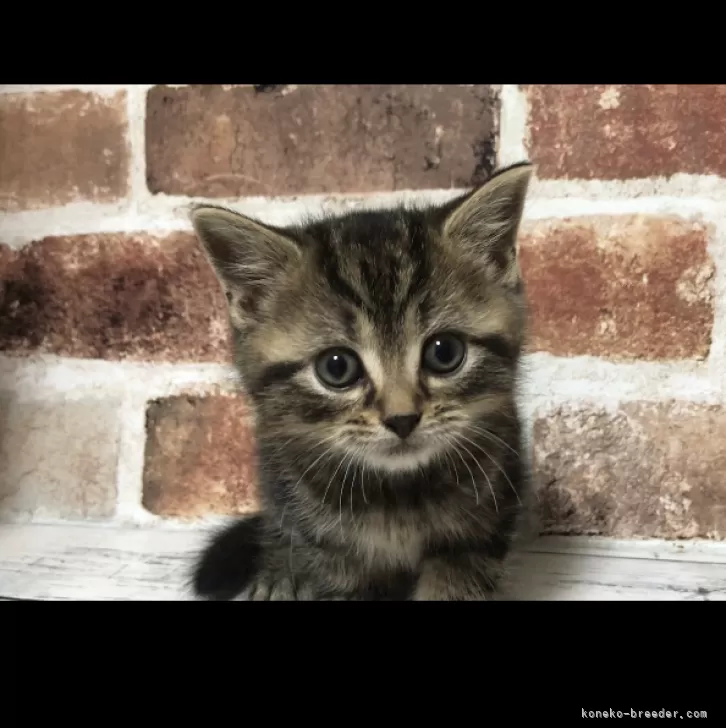 ID：2412-02803の子猫