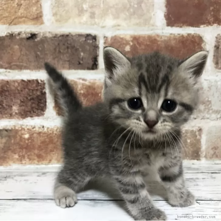 ID:2507-00118の子猫