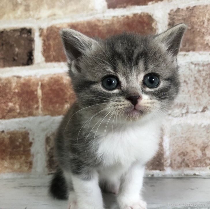 アメジストたまごちゃんオールカット♡♡スノーボール共生♡♡No.1971 スコティッシュフォールド(折れ耳)【愛知県・男の子・2025年5月