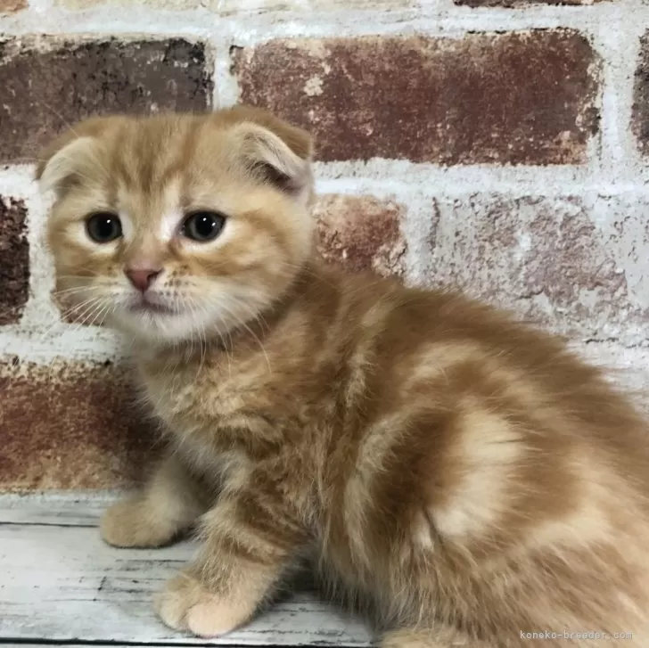 ID：2501-01741の子猫