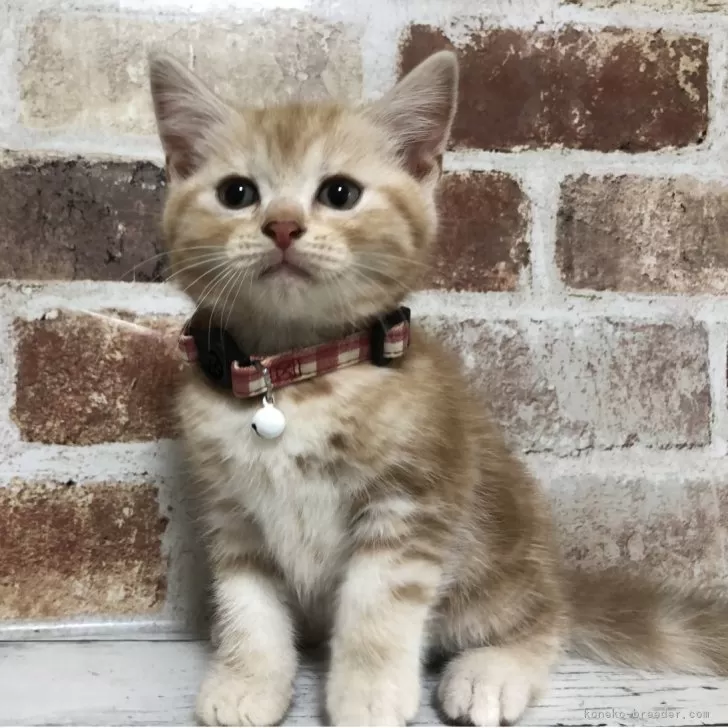 ID：2507-02225の子猫