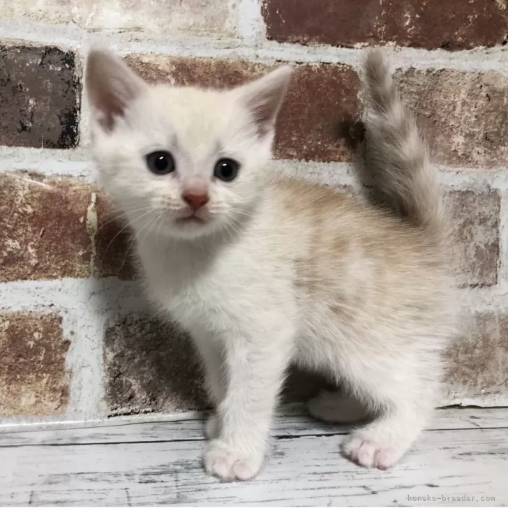 スコティッシュストレート【千葉県・男の子・2025年11月20日・カメオタビー(レッドシルバータビー)】の写真1「特に明るいカメオですね✨️」