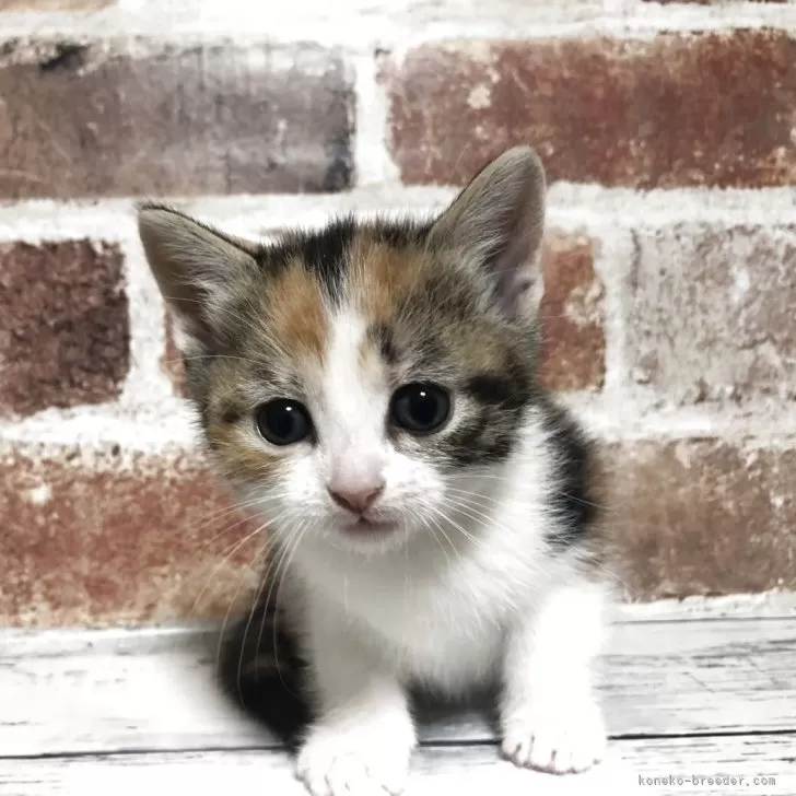ID:2505-00409の子猫