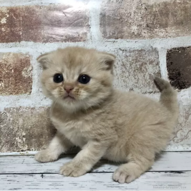 ID：2605-03887の子猫