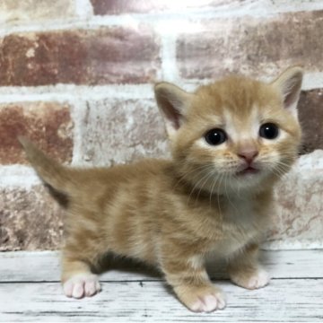 マンチカン(短足)【千葉県・男の子・2025年3月29日・レッドクラシックタビー（ショートヘア）】の写真「小さくて小顔🥹
兄弟で唯一の短足君😊」