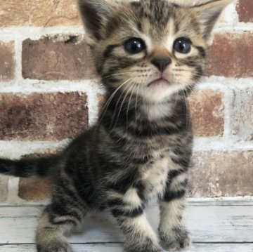 アメリカンショートヘア【千葉県・男の子・2025年10月6日・ブラウンクラシックタビー（ショートヘア）】の写真「クラシックタビーがくっきり出てますね！」