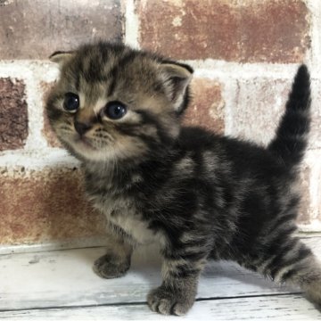 スコティッシュフォールド(折れ耳)【千葉県・男の子・2025年10月26日・ブラウンクラシックタビー（ショートヘア）】の写真「クリクリおめめ✨️」