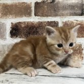 スコティッシュストレート