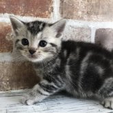 アメリカンショートヘア