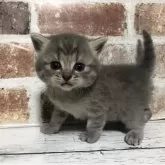 スコティッシュストレート