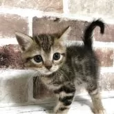 スコティッシュストレート