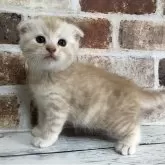 スコティッシュフォールド(折れ耳)