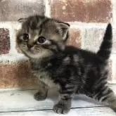 スコティッシュフォールド(折れ耳)