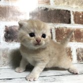 スコティッシュフォールド(折れ耳)