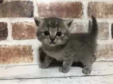 スコティッシュストレート【千葉県・男の子・2025年10月26日・ブルーマッカレルタビー】の写真2