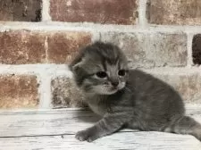 スコティッシュストレート【千葉県・男の子・2026年2月1日・ブルーマッカレルタビー】の写真2