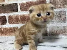 スコティッシュフォールド(折れ耳)【千葉県・男の子・2024年12月10日・レッドクラシックタビー】の写真2