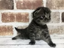 スコティッシュストレート【千葉県・男の子・2026年2月1日・ブラウンマッカレルタビー】の写真3