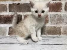 スコティッシュストレート【千葉県・男の子・2025年11月20日・カメオタビー(レッドシルバータビー)】の写真4