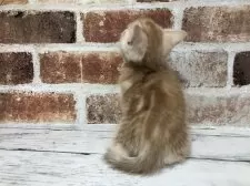 スコティッシュフォールド(立ち耳)【千葉県・男の子・2024年12月10日・レッドクラシックタビー】の写真4