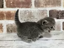 スコティッシュストレート【千葉県・女の子・2025年7月18日・ブルーマッカレルタビー】の写真4