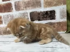 スコティッシュフォールド(折れ耳)【千葉県・男の子・2024年12月10日・レッドクラシックタビー】の写真3