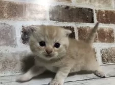 スコティッシュフォールド(折れ耳)【千葉県・男の子・2025年10月26日・クリームマッカレルタビー】の写真5