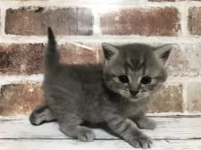 スコティッシュストレート【千葉県・男の子・2025年10月26日・ブルーマッカレルタビー】の写真5