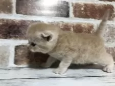 スコティッシュフォールド(折れ耳)【千葉県・男の子・2025年10月26日・クリームマッカレルタビー】の写真6