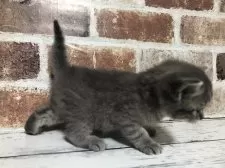 スコティッシュストレート【千葉県・男の子・2025年10月26日・ブルーマッカレルタビー】の写真6