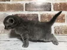 スコティッシュストレート【千葉県・男の子・2025年10月26日・ブルーマッカレルタビー】の写真7