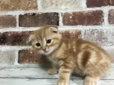 スコティッシュフォールド(折れ耳)【千葉県・男の子・2024年12月10日・レッドクラシックタビー】の写真9