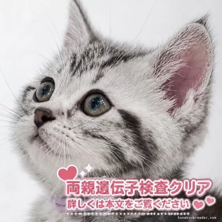 ID：2606-00892の子猫
