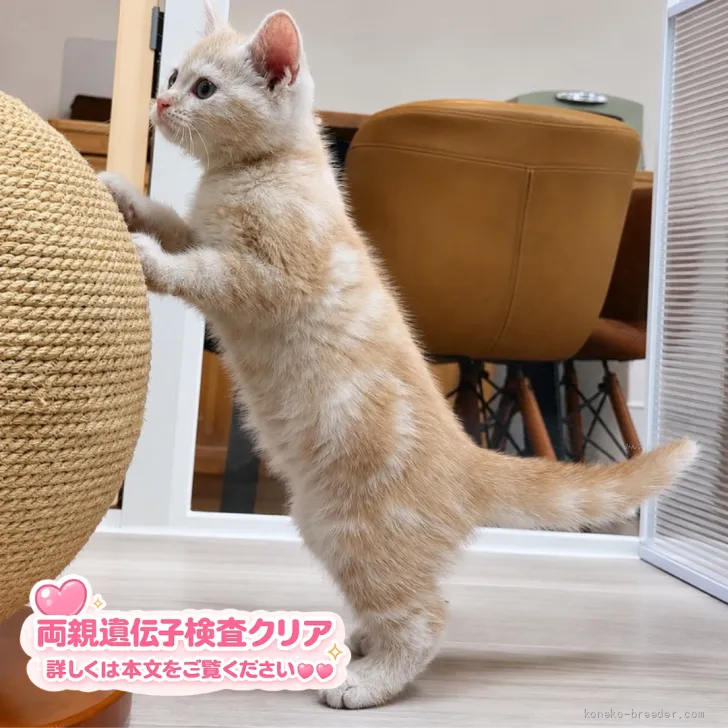 C.S 様のお迎えした子猫