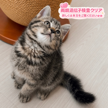 アメリカンショートヘア