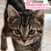 アメリカンショートヘア