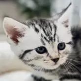 アメリカンショートヘア【山形県・男の子・2026年1月4日・シルバータビー】の写真5