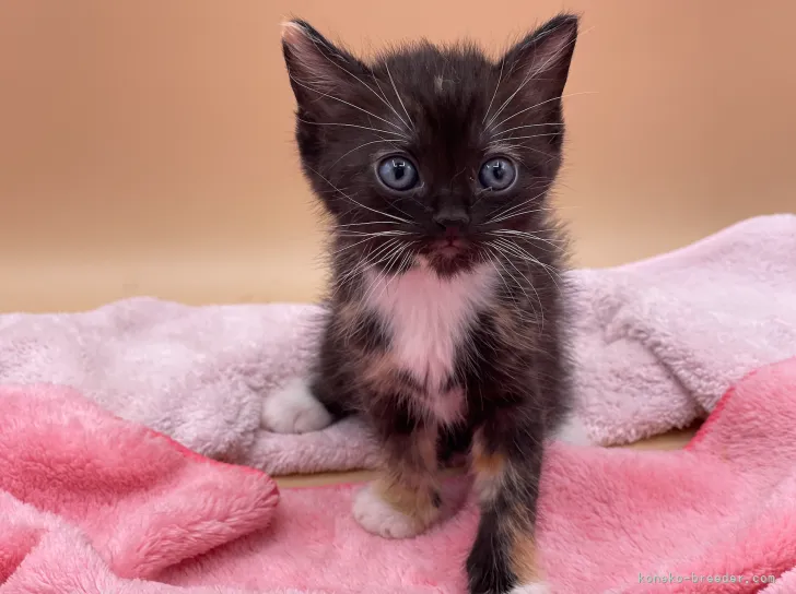 ID：2106-01265の子猫