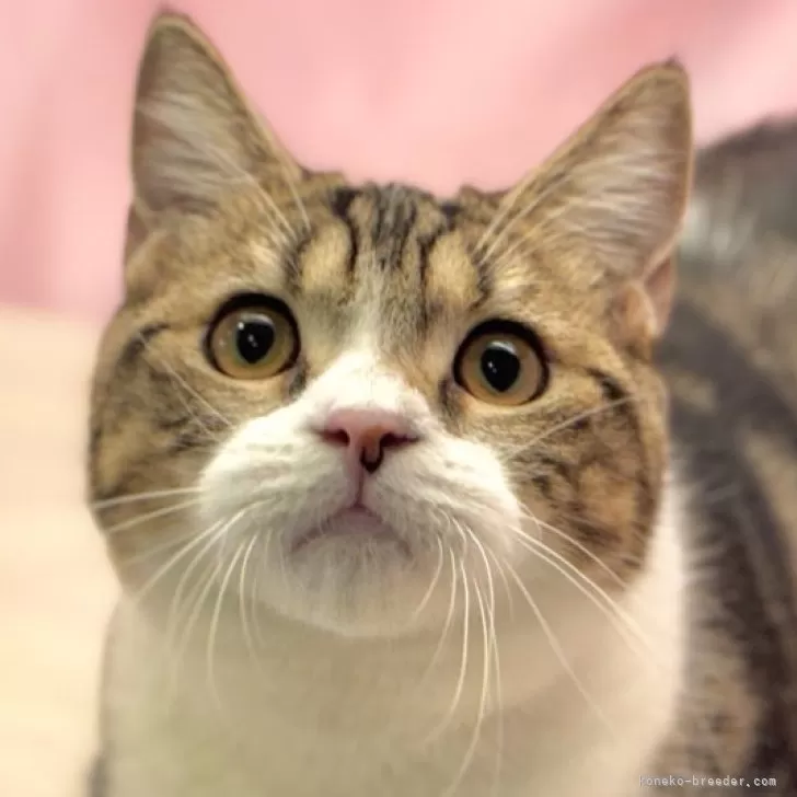 ID:2405-01390の子猫