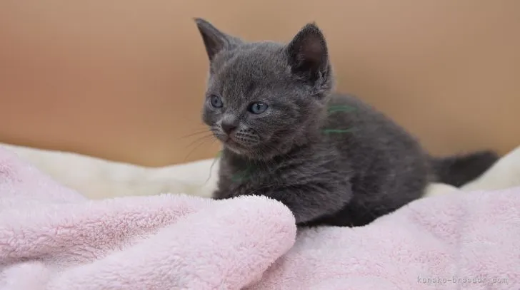 ID：2204-02223の子猫